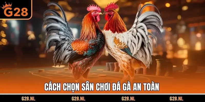 Cách chọn sân chơi đá gà an toàn