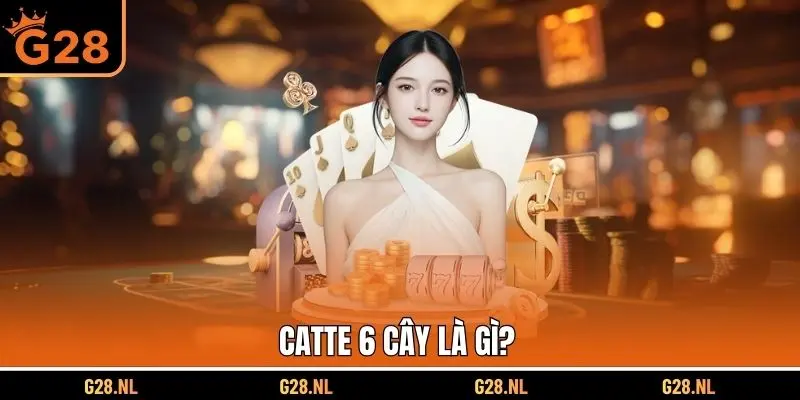 Catte 6 cây là gì?