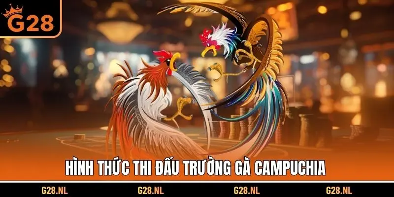 Hình thức thi đấu trường gà Campuchia